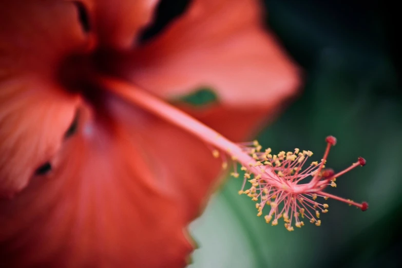 a very bright orange flower with a small opening in the middle