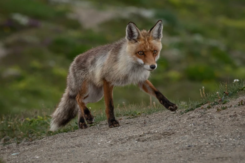 a fox in a grassy area runs and stares