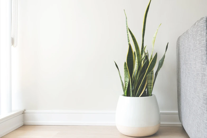 a potted plant in front of a bed