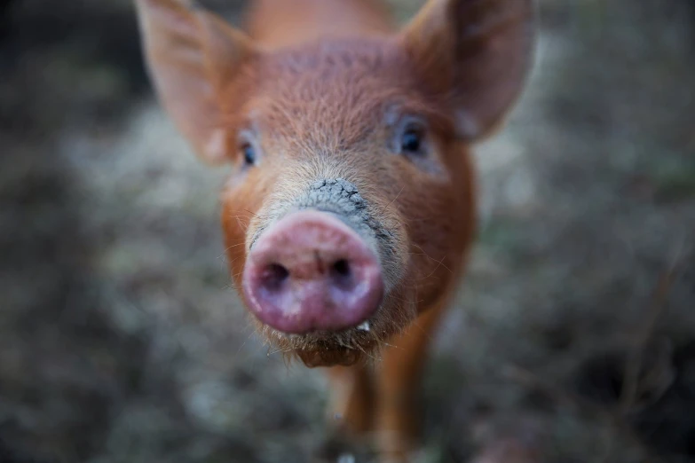 closeup of a small pig's nose with a blurry background