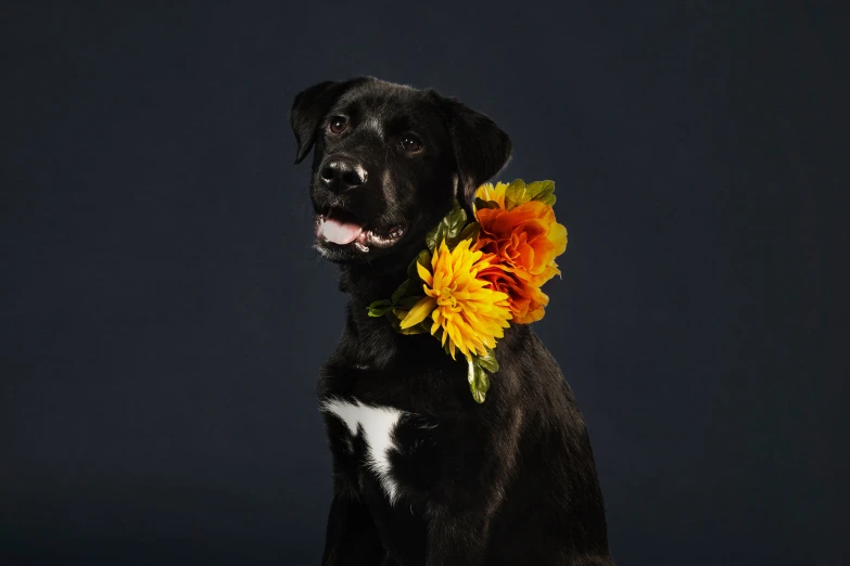 black dog sitting down with a flower on his collar