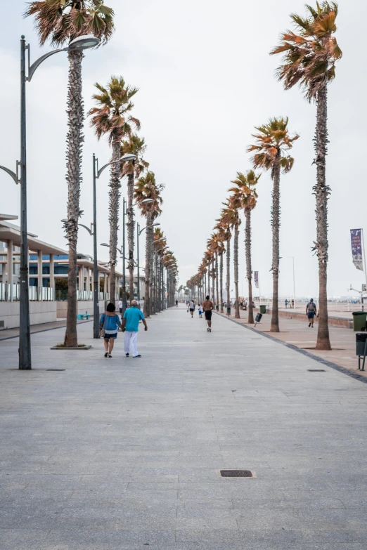 palm trees on the boardwalk line the walkway