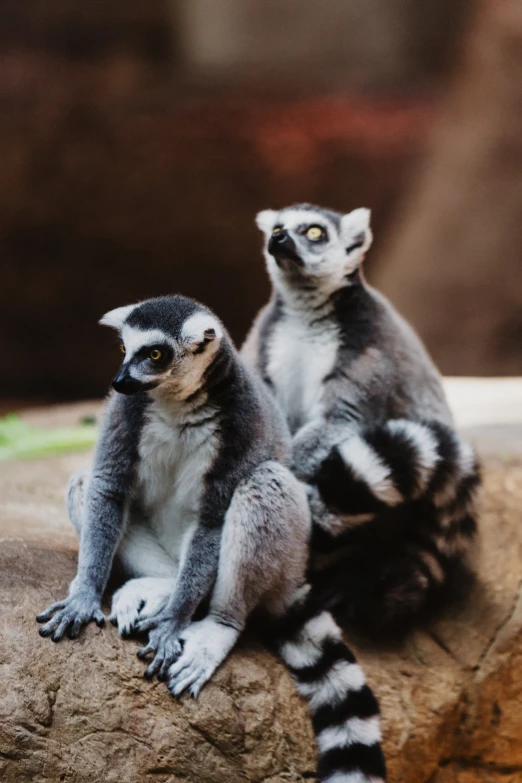 two young lemuras sitting on a log staring into the camera