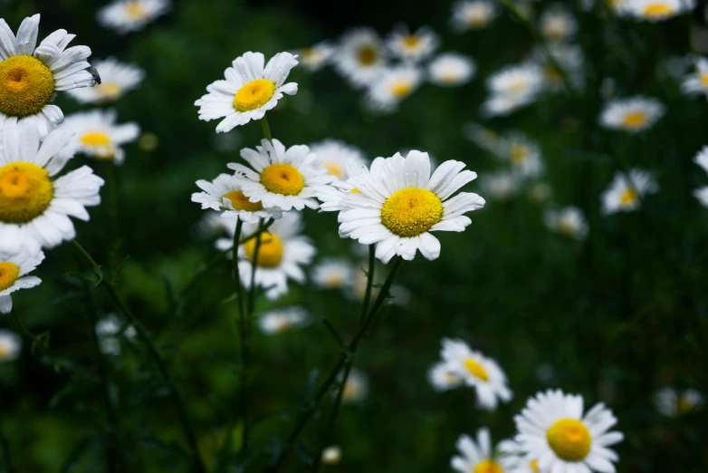 white flowers grow next to each other in the grass