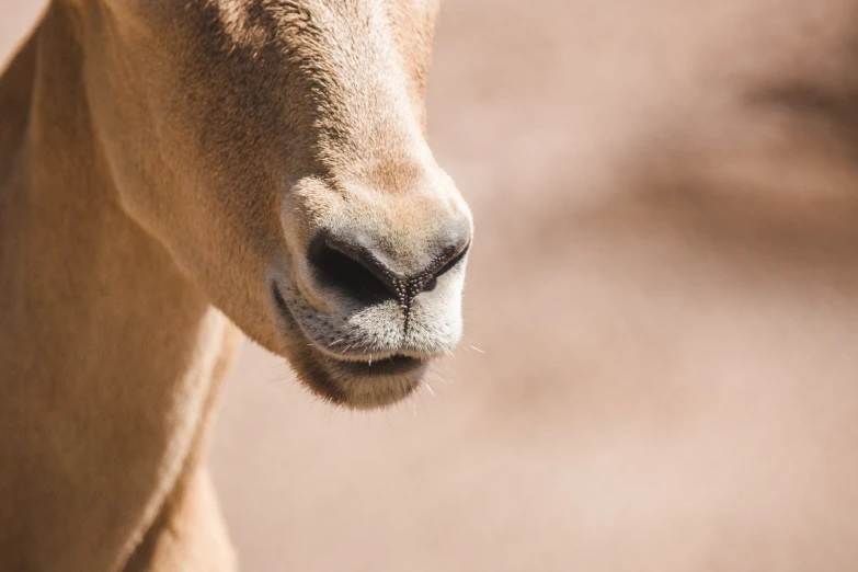 a close up po of a cow looking away from the camera