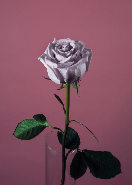 white rose sitting in glass vase with stem sticking out of it