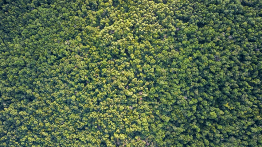 green plants in the foreground of an aerial s