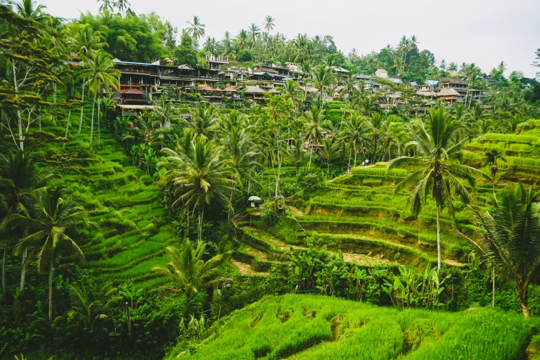 a lush green rice field with palm trees