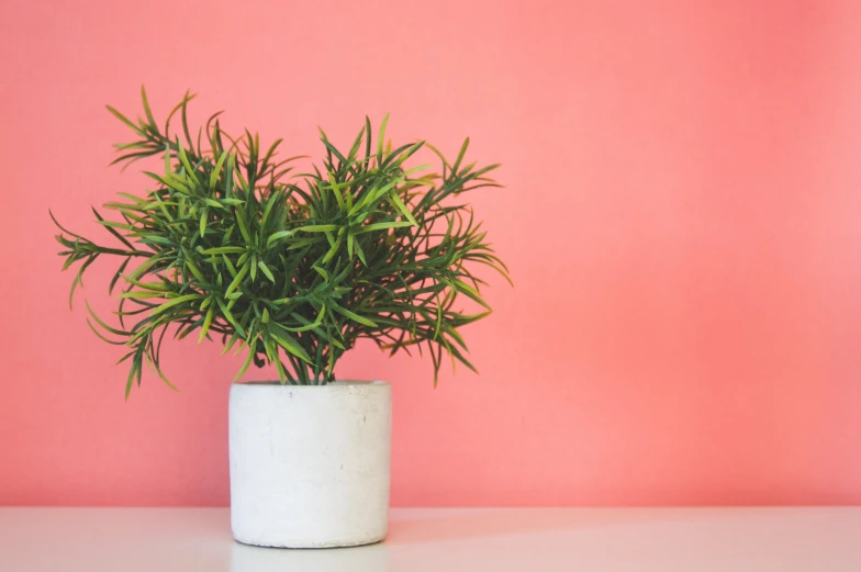 a potted plant on a pink surface