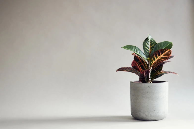 an elegant plant is displayed in a ceramic pot