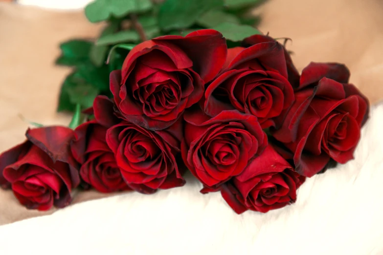 the beautiful red roses are set out on a white background