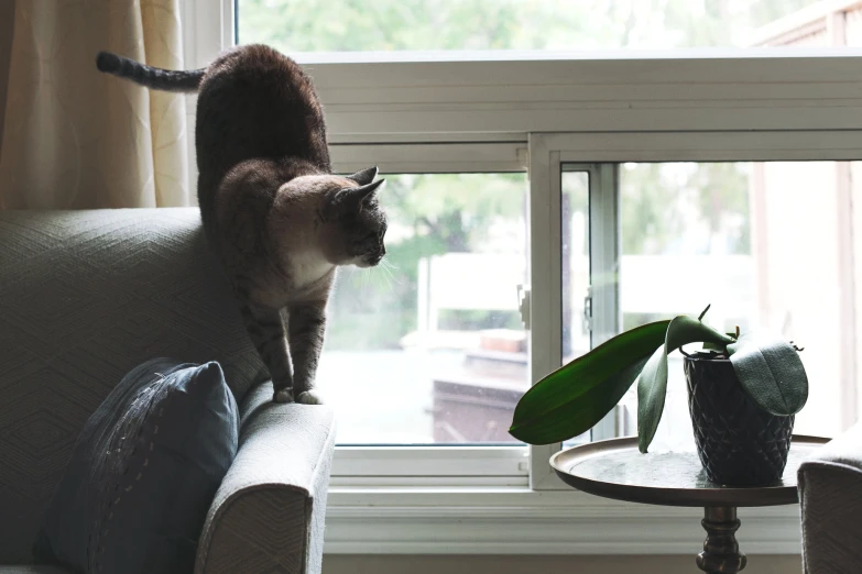 a cat on a couch looking out the window