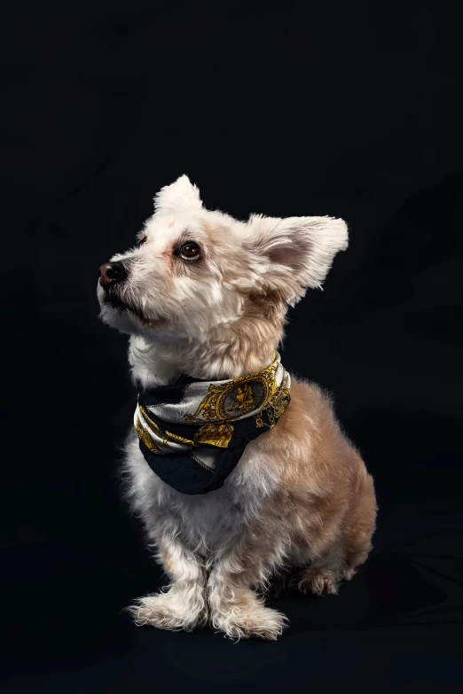 a small dog is wearing a bandanna