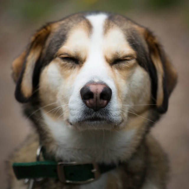 a dog with his eyes closed with a green collar