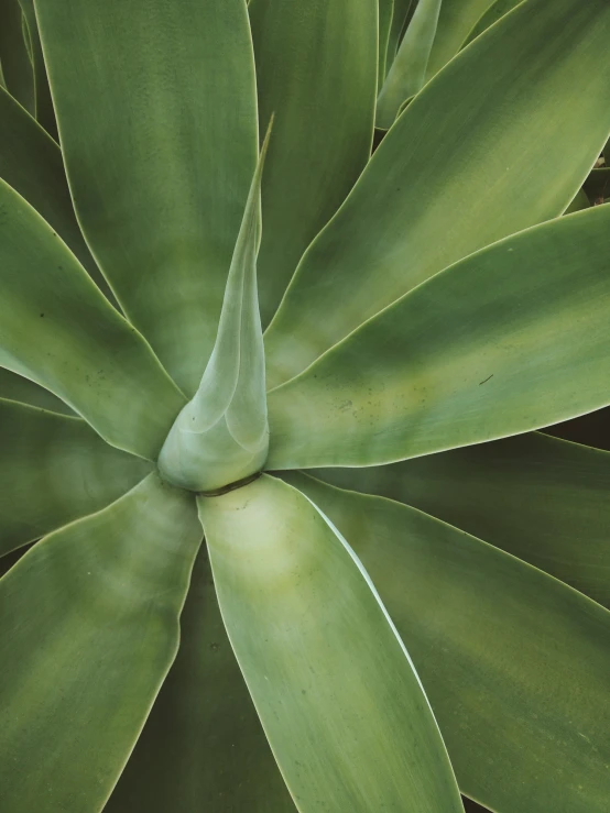 the large green plant is very large and has lots of leaves