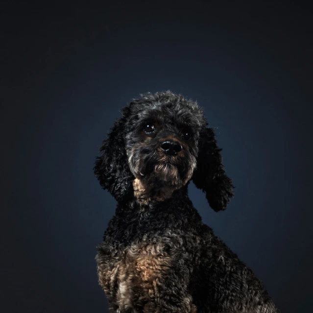 a black poodle sits with it's eyes open