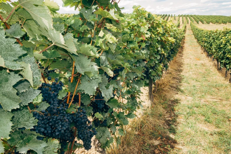 a row of green g vines in a field