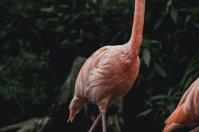 pink bird looking at the camera in front of foliage