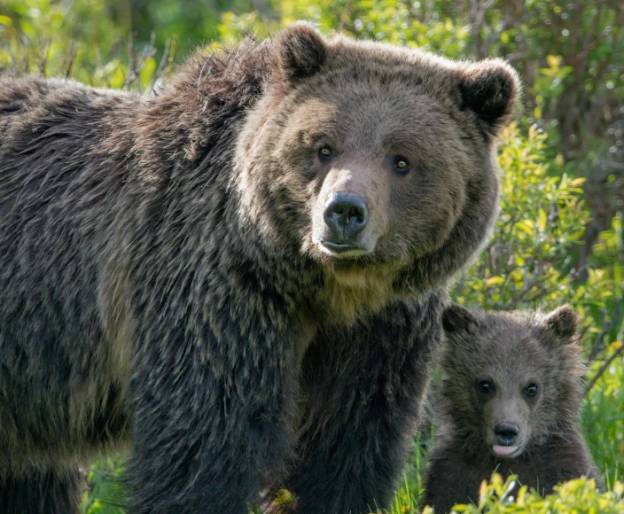 a grizzly bear and its young cub walking in tall grass