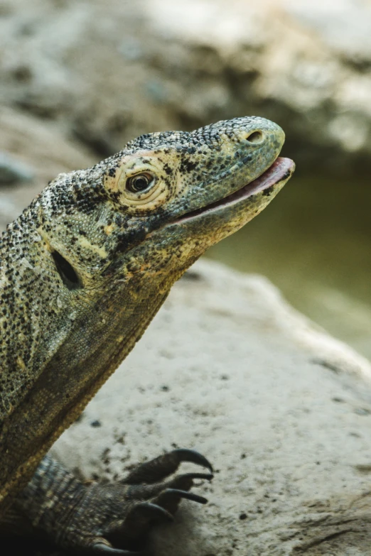 a lizard is shown with an angry look on it's face