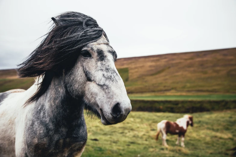 two horses standing in a pasture one with its long mane sticking out