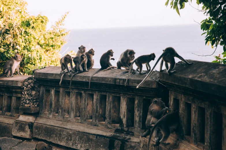 a group of monkeys on a ledge with water in the background