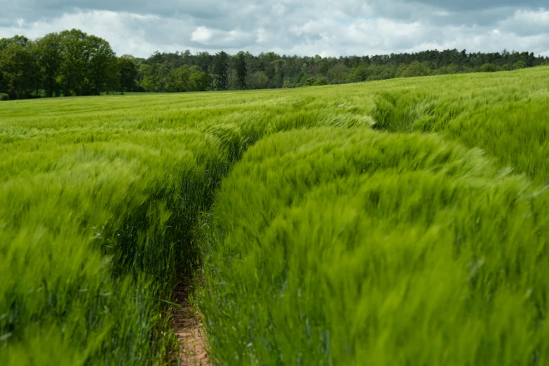 some grass on the side of a road