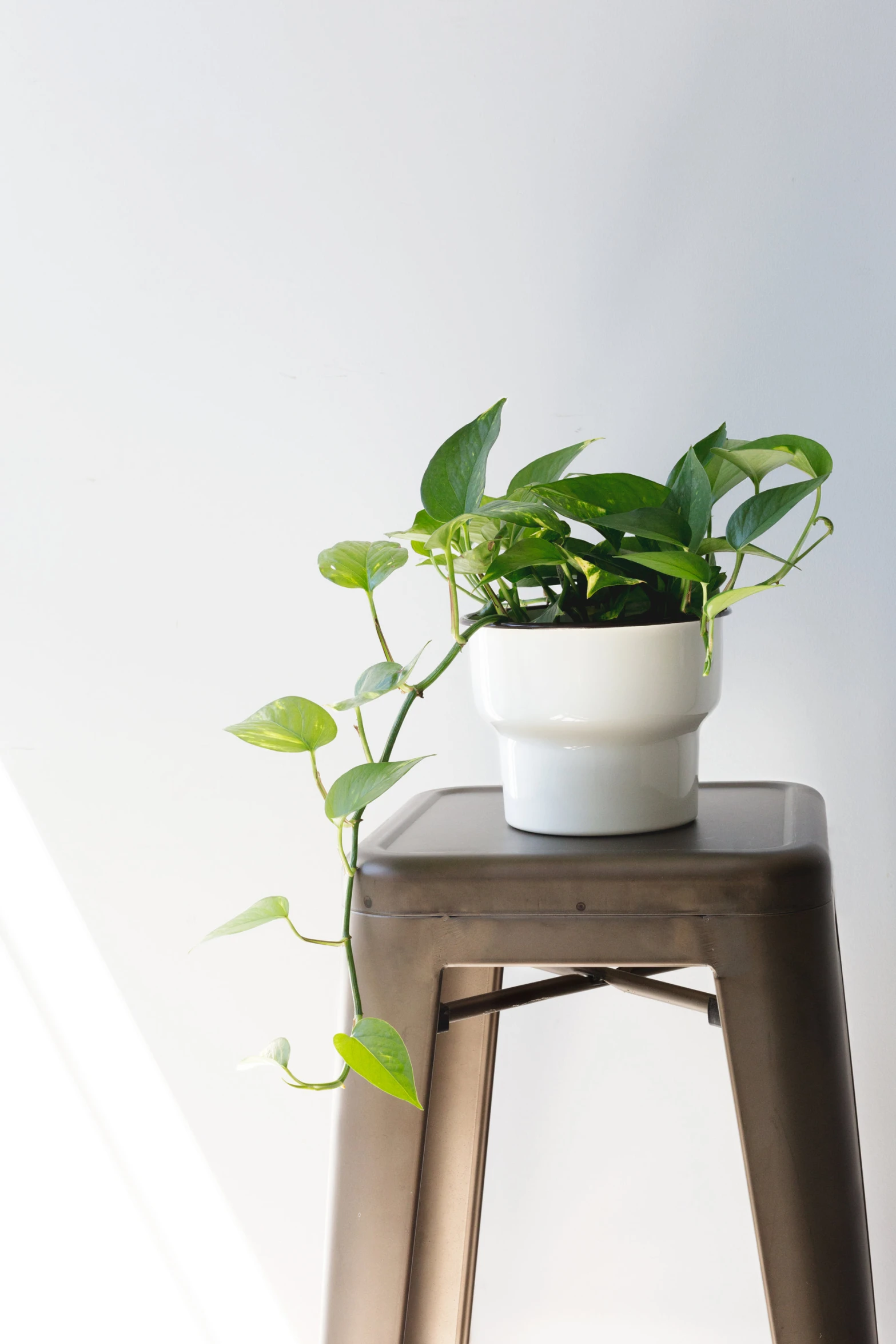 a small potted plant sitting on top of a stool