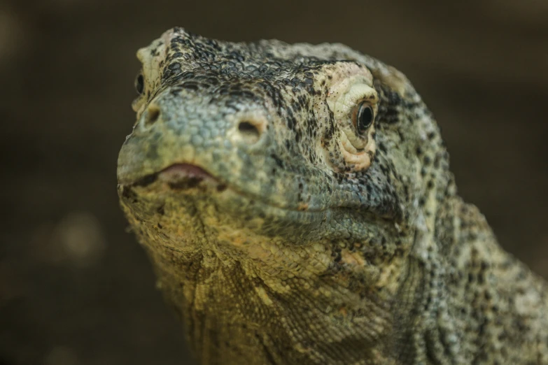 an image of a close up of an animal