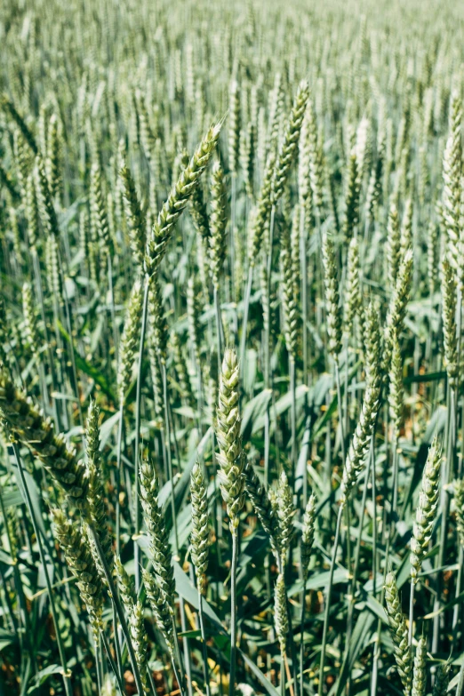 a large field full of tall grass