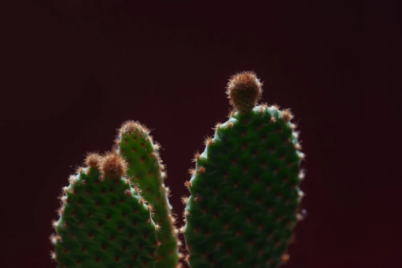 a cactus in the center is shown against a dark background