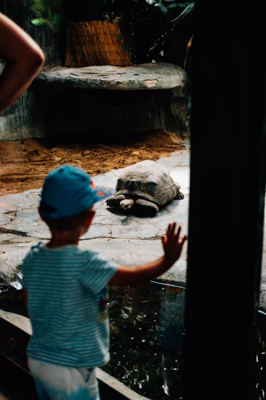 a little boy looking at an alligator through the glass