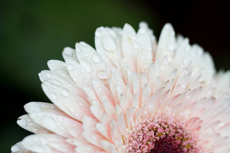 a flower with water droplets on it