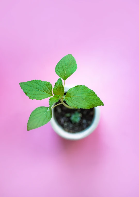 a green leafy plant is placed in a white cup