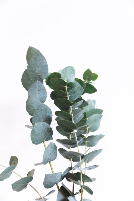 green plants are sitting in a pot near one another