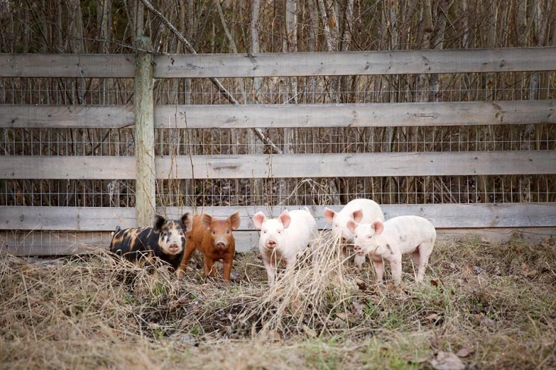 four pigs in a pen surrounded by bamboo