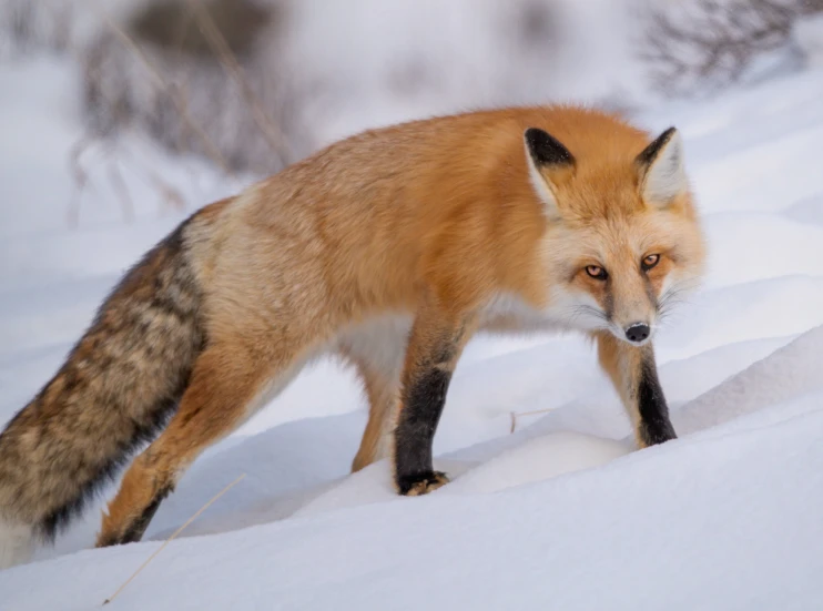 a fox is standing in the snow looking for food