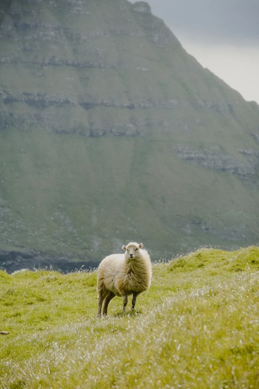 a single sheep in a field with a mountain in the background