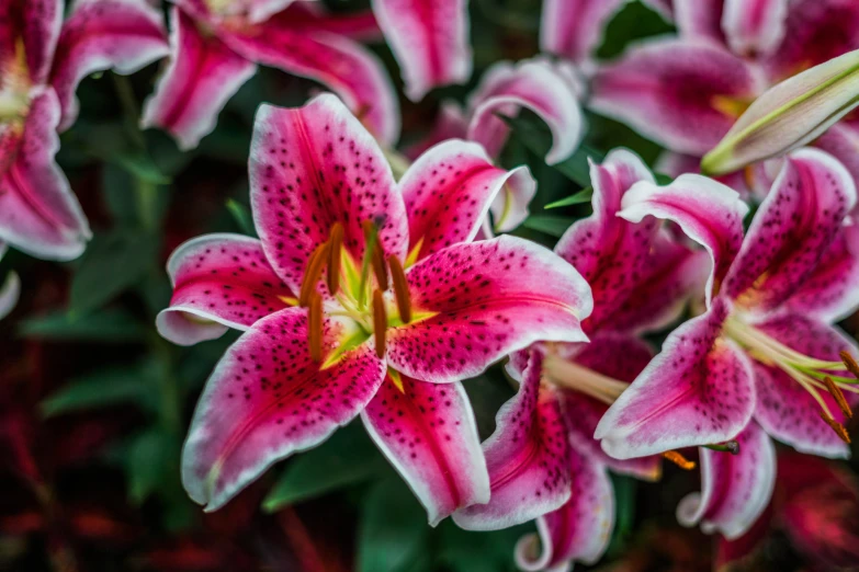 several pink lilies in a bouquet with greenery