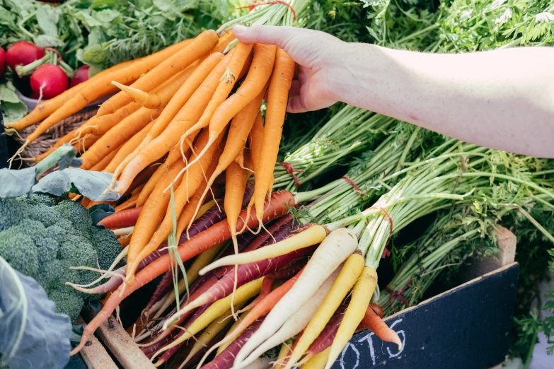 a person holding a bunch of carrots and radishes