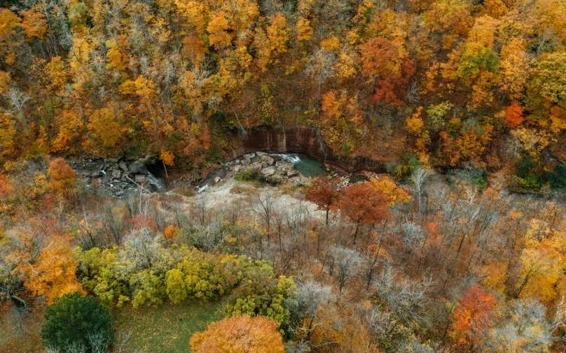 the trees show autumn foliages with white and yellow colors