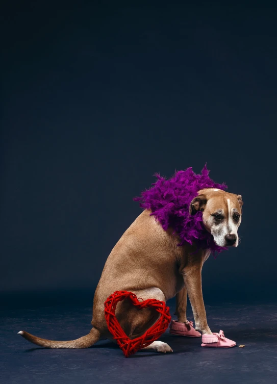 a dog sitting on the floor in purple clothing