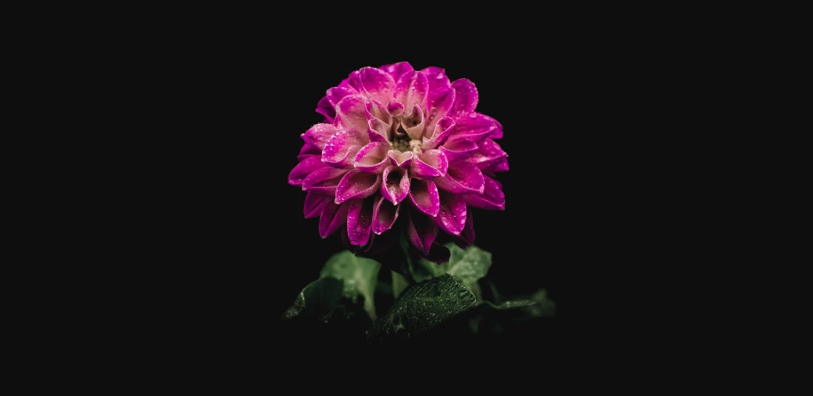 a very bright pink flower with black background
