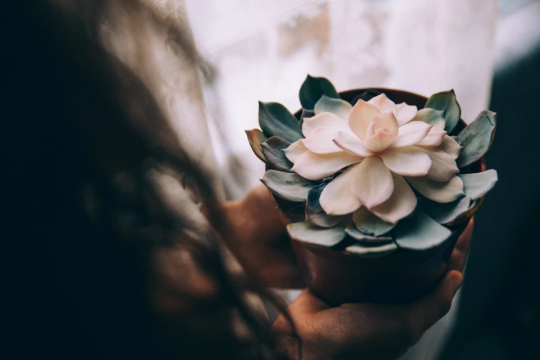 a plant with small pink flowers held up by someone