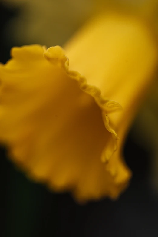 a closeup of the center of a single flower