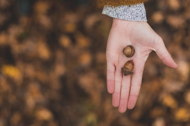 a person is holding three nuts in their hand