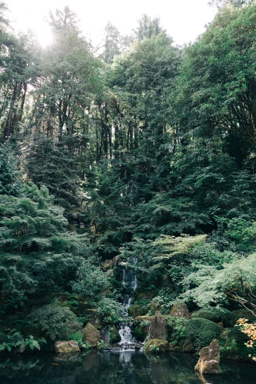 a stream running through the forest covered in trees