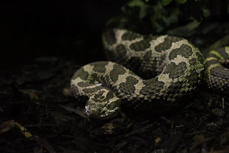 a green and white snake with black spots on it's back