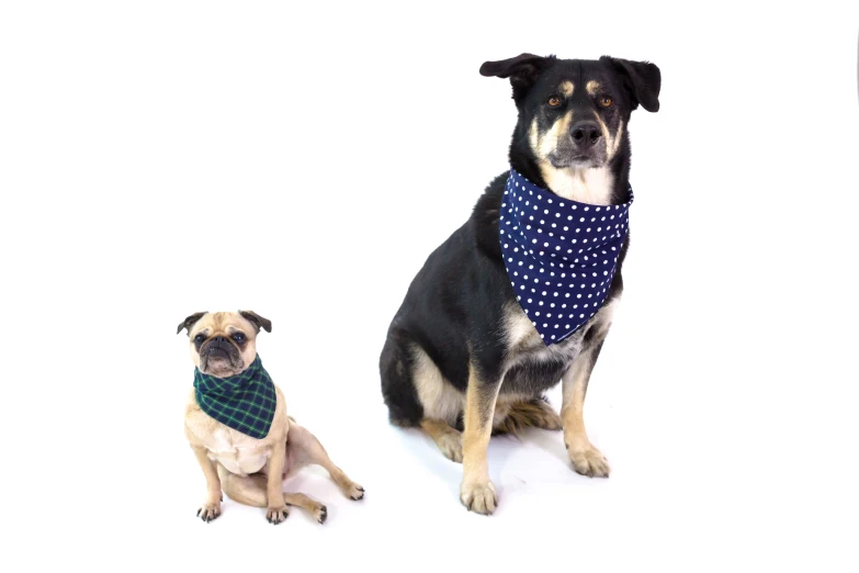 a black dog and a white and blue puppy wearing bandannas