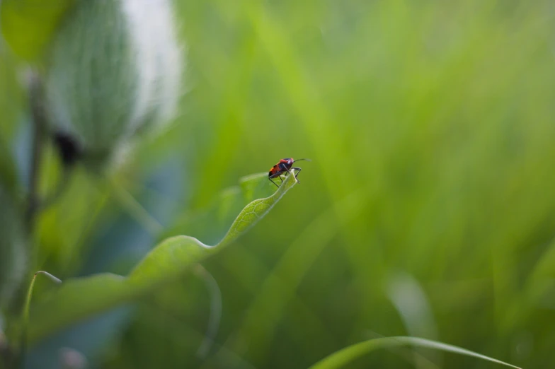 a red ladybug sitting on top of a green leaf